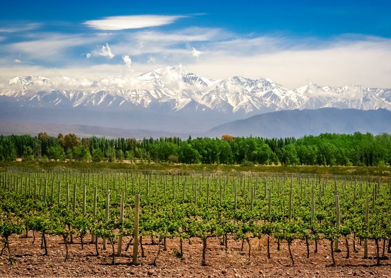 Weinberge vor südamerikanischer Landschaft.