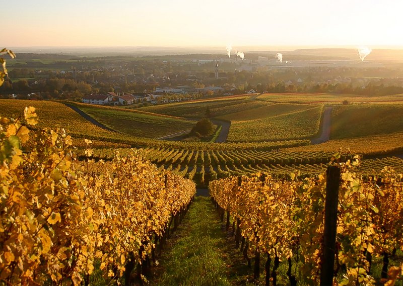 Weinberge in Iphofen bei herbstlichem Sonnenaufgang.